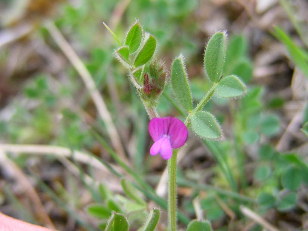 Vicia lathyroides